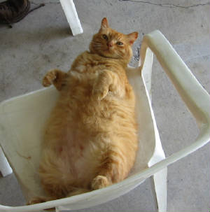 fbi.fluffy.picture.jpg